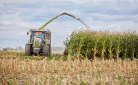 "Мираторг" в два раза увеличил загоотовки кукурузы для нужд КРС