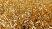 Эксперты АНО "АРСЭП" назвали лидеров по производству зерна в ЦФО по итогам 2022 г.