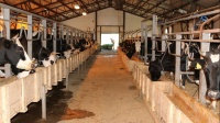 В округе Домодедово племенной завод увеличил поголовье коров голштинской породы