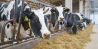 В Ивановской области за январь – март выросло производство молока
