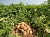 Брянская, Воронежская и Московская области названы лучшими в ЦФО по сбору картофеля в 2022 году