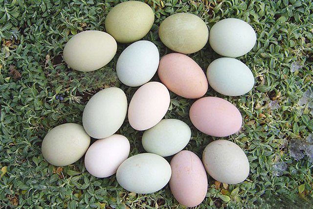 Из промышленников - в аграрии: Липецкая область теперь гордится своими яйцами