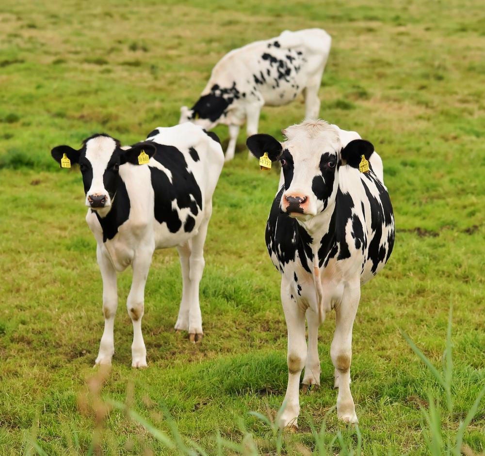 Live-Dairy-Cows-and-Pregnant-Holstein-Heifers.jpg